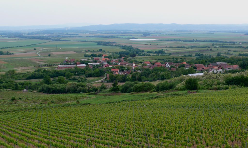 Visiting Croatian wineries, Slavonia