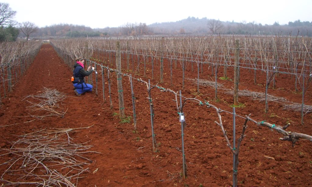 Winery Misal's experimental Pinot Noir planting, Istria 2009