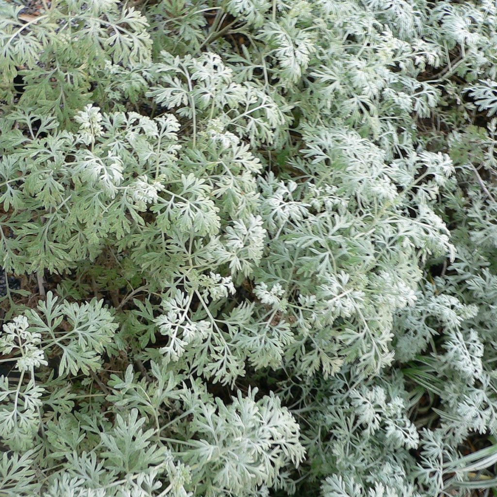 Wormwood plant