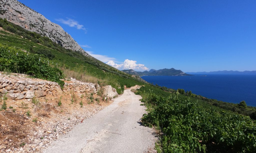 Steep, sloping vineyards of Dingač, Pelješac peninsula