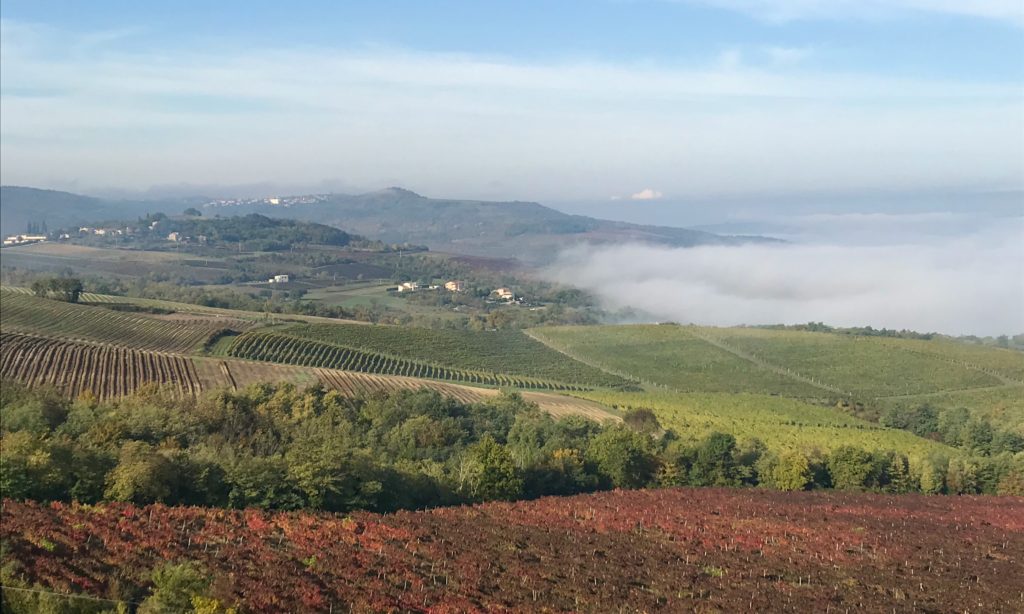 Vineyard view from Motovun, Istria