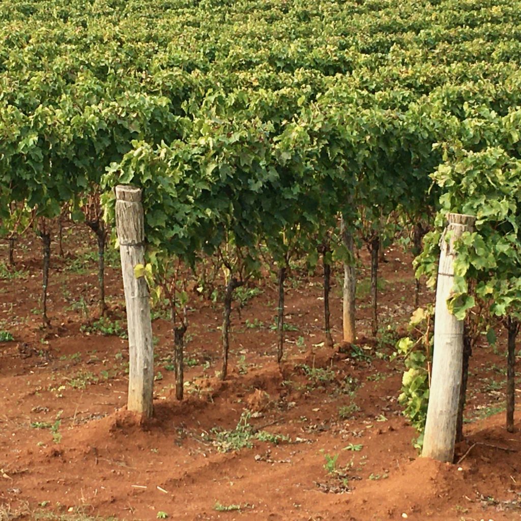 Istrian terra rossa soil in Lašići