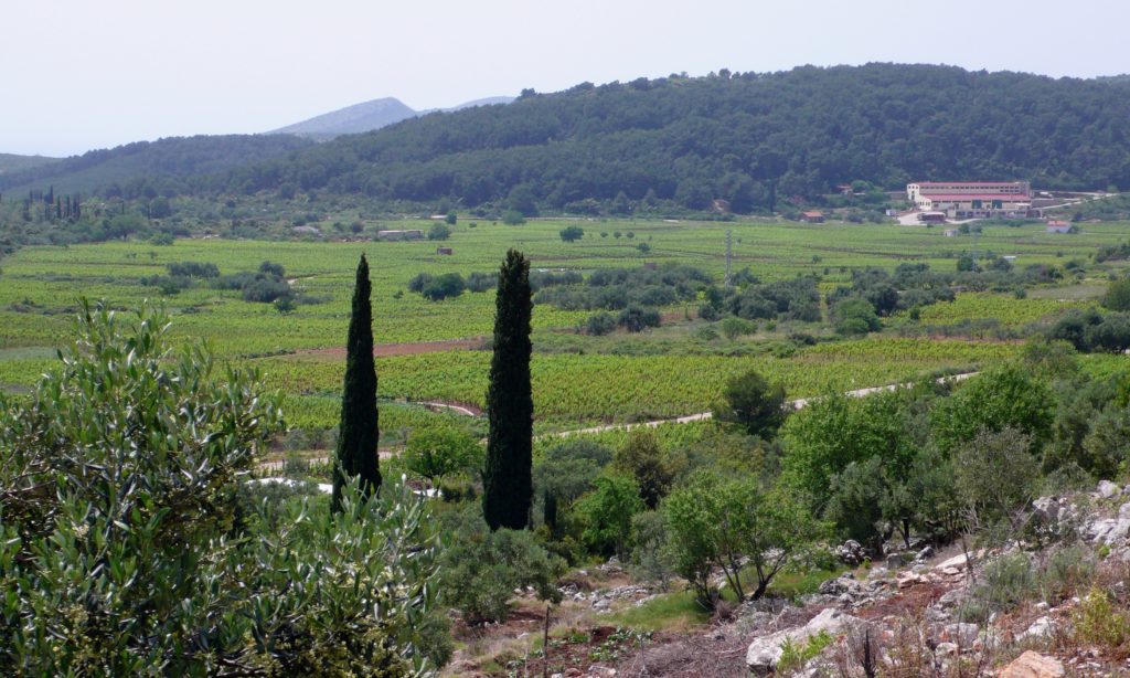 The wine co-op in the Čara valley, Korčula