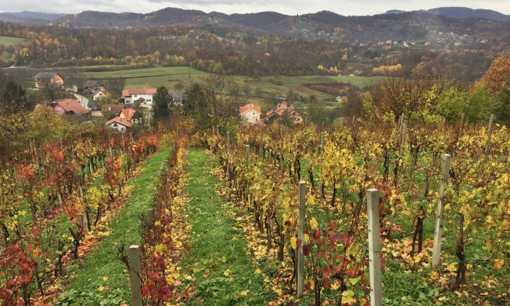 Vineyard view in Plešivica, near Samobor