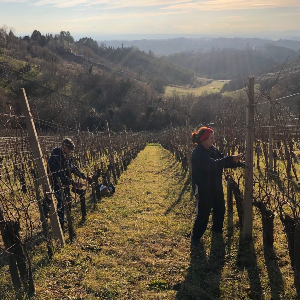 Winter pruning in Korak vineyards, Plešivica