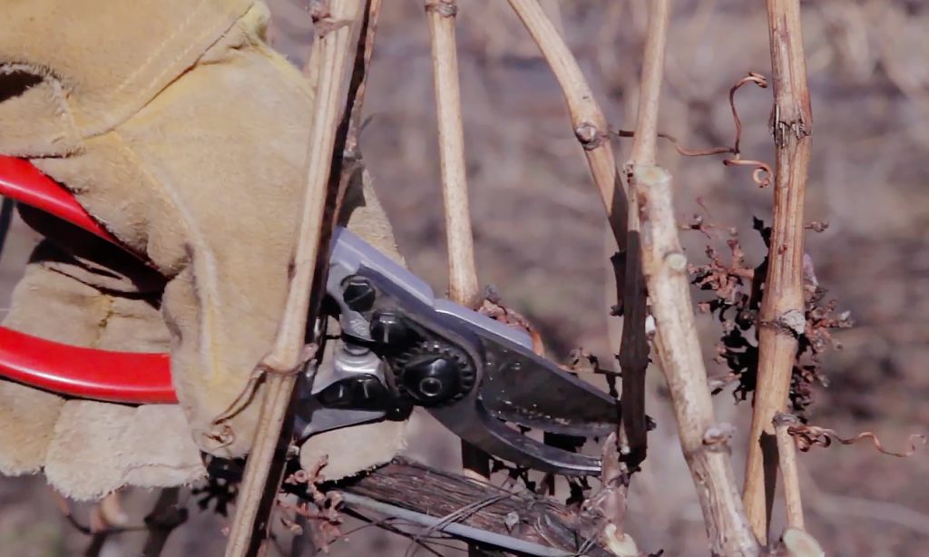 Pruning grapevines in winter