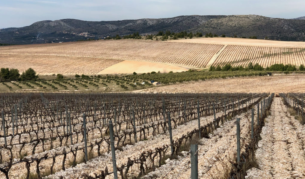 Patchwork of vineyard plots showing karst stone at Testament Winery, northern Dalmatia