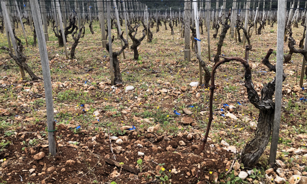 Vine cloning, Krajančić vineyard, Korčula, Croatia