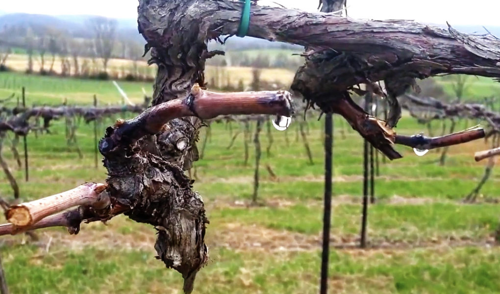 Grapevines "cry" when sap starts to run in spring