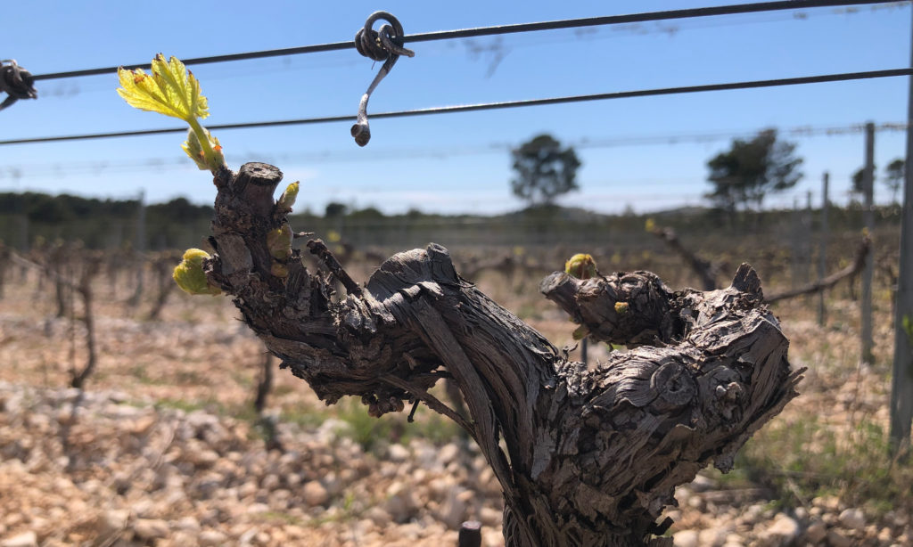 Bud break, northern Dalmatia