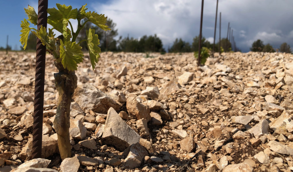 Bud break, northern Dalmatia