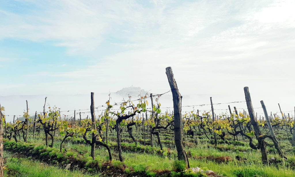 grapevines and the hill town of Motovun, Istria