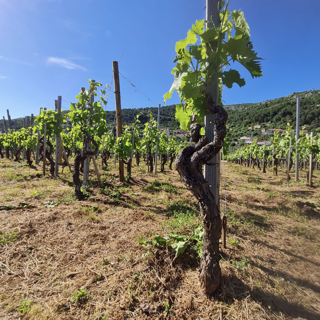 Pošip vines, Čara, Korčula