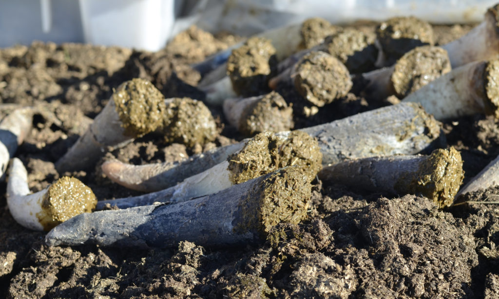 Cow horns for biodynamic preparation 500