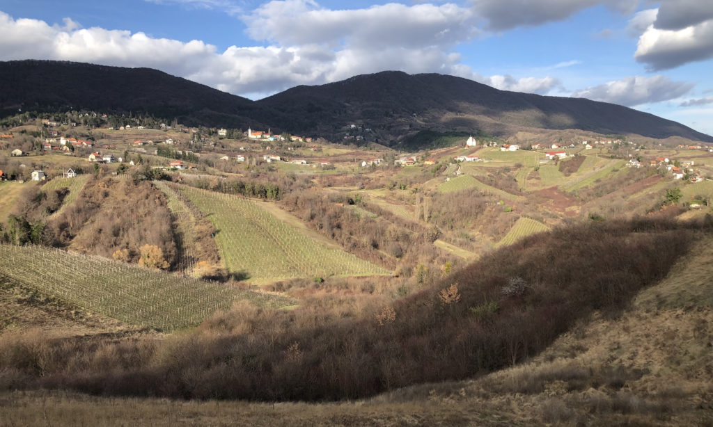 Plešivica vineyard landscape, Croatia