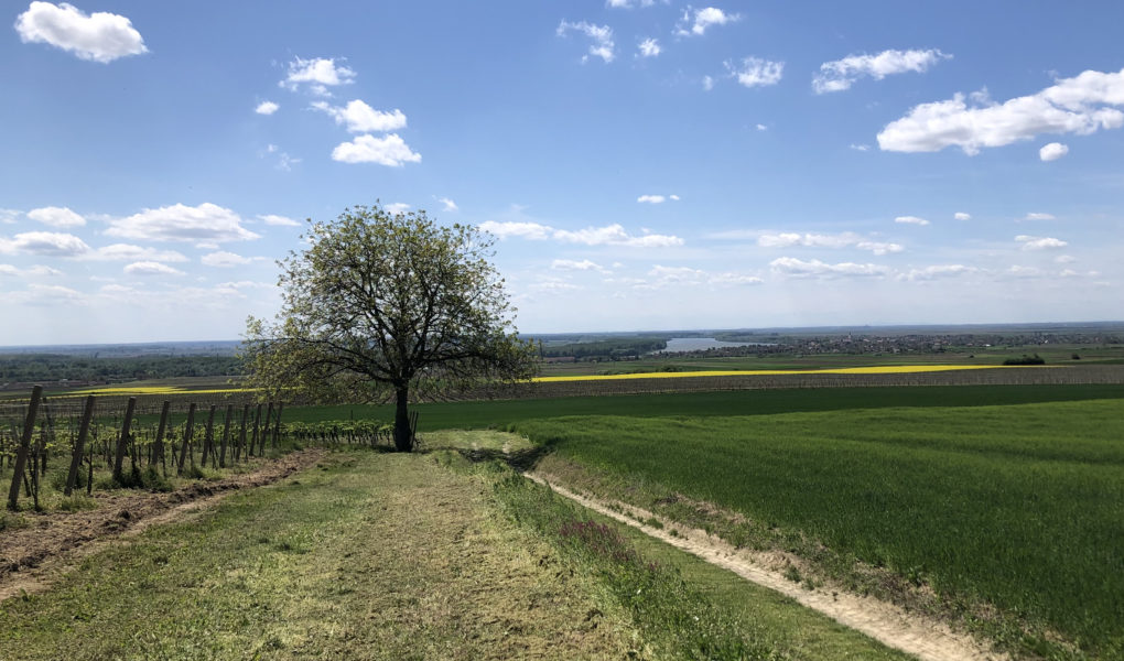 Vineyard landscape, Erdut, Croatia