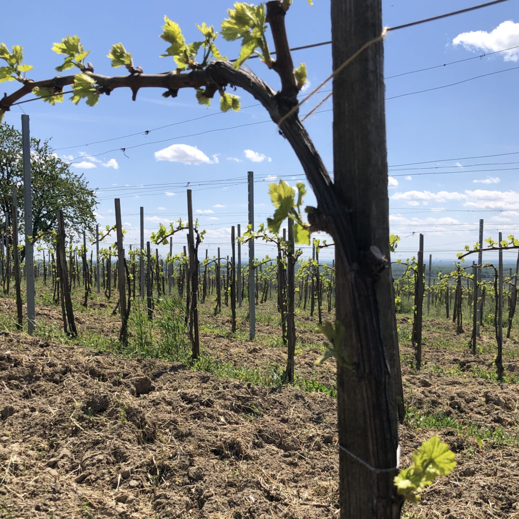 Zeleni Silvanac vines, Erdut, Croatia