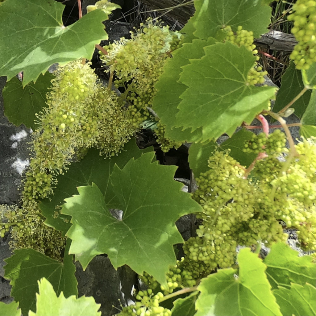 Grapevines in flower