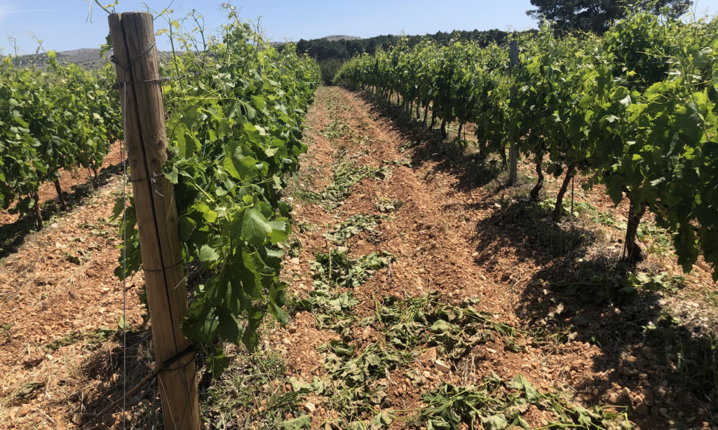 Shoot thinning at Testament Winery, Dalmatia