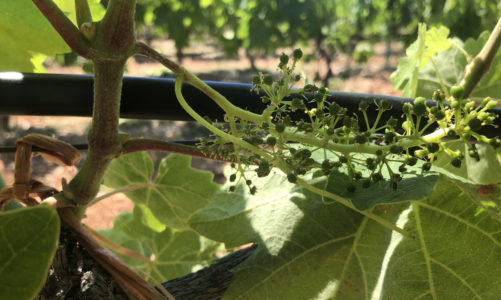 June: Grapes are Blooming