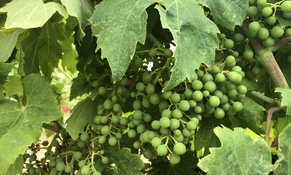 July in the vineyard: green Plavac Mali grapes, Croatia