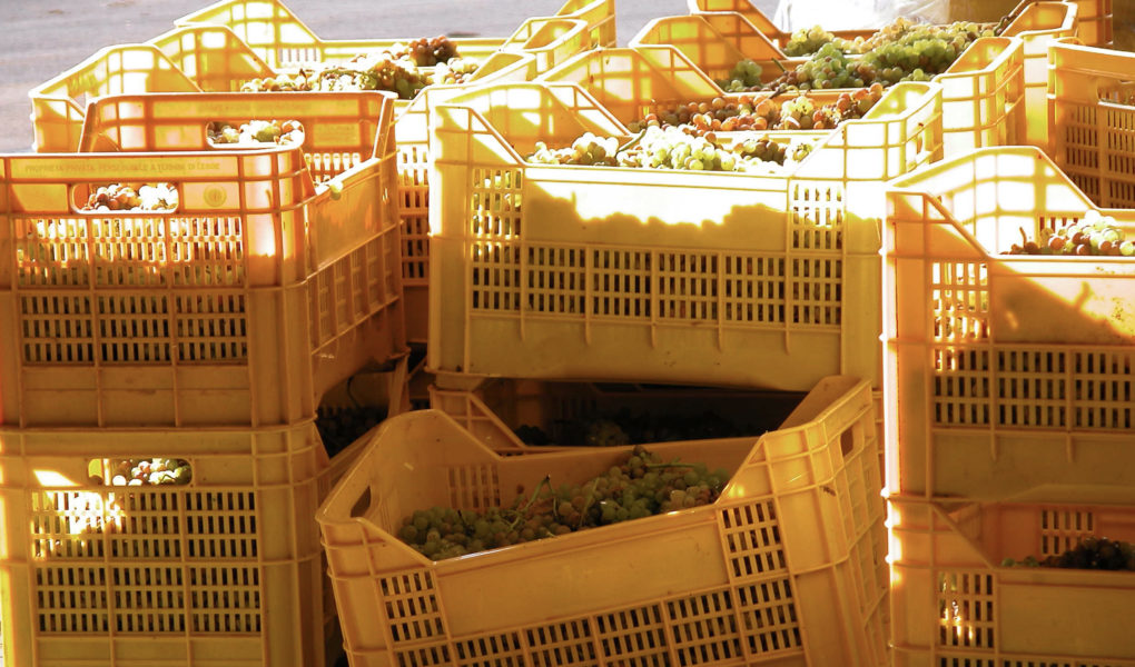 Crates of grapes at harvest