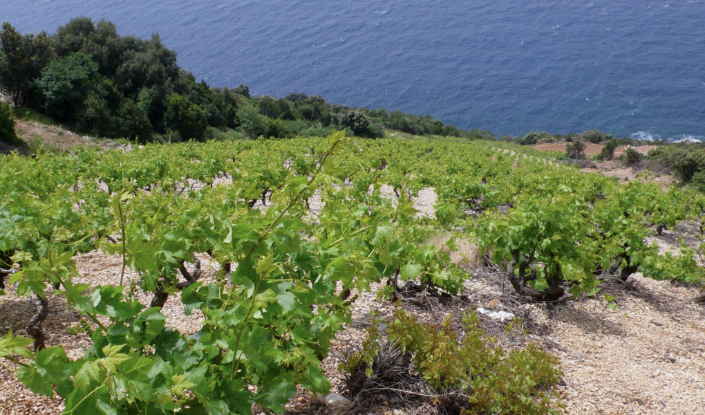 Plavac Mali vineyards in Dingač, Croatia