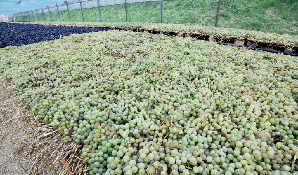 Grapes drying for sweet wine, Benvenuti, Istria