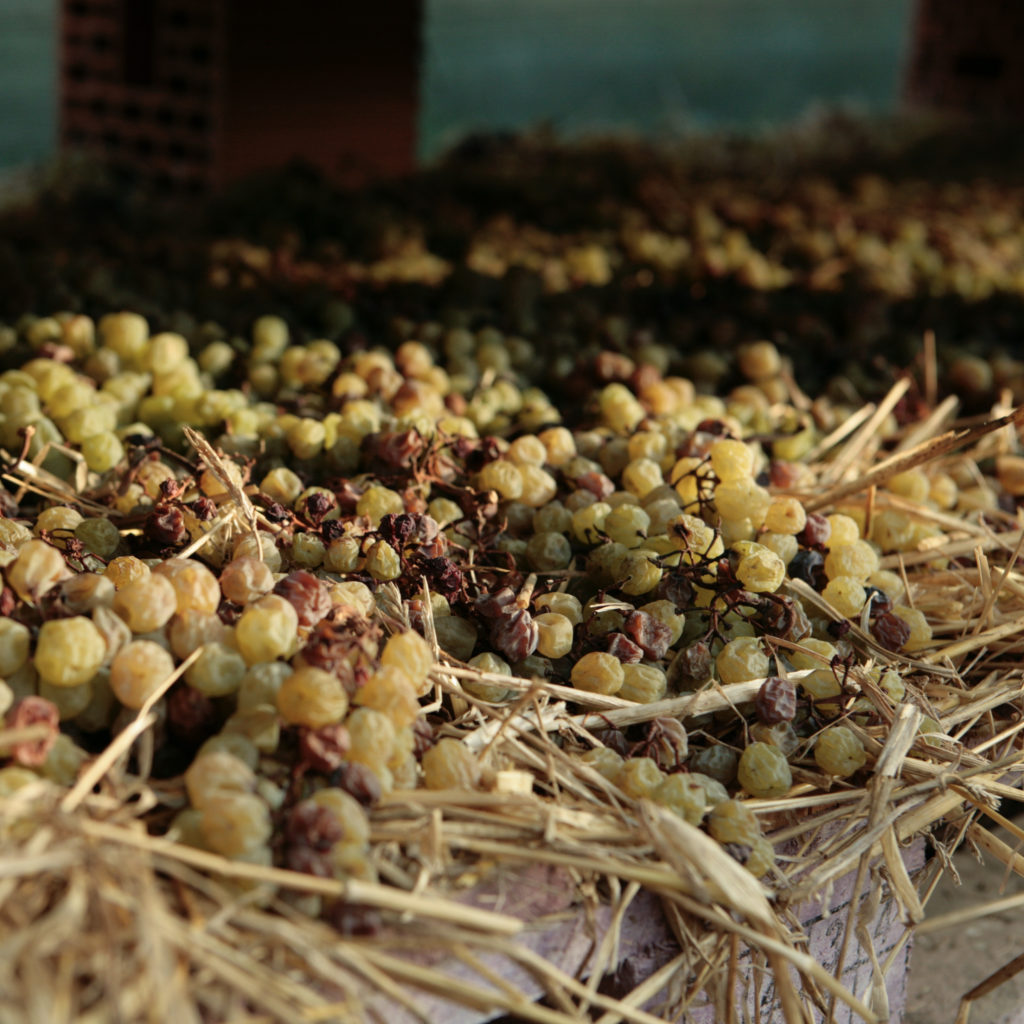 Grapes drying for sweet wine, Benvenuti, Istria