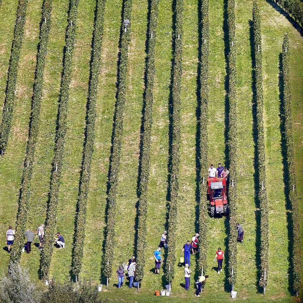 Harvest 2021, Vina Kos, Croatia