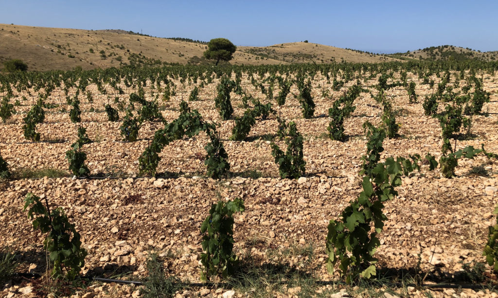 Young Tribidrag vines, Testament Winery