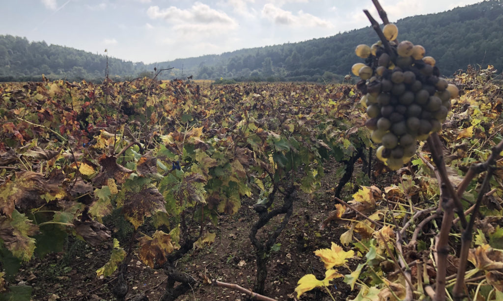 Čara vineyards, Korčula