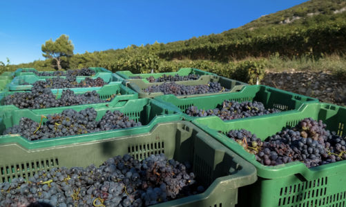 Bedalov Winery grape harvest