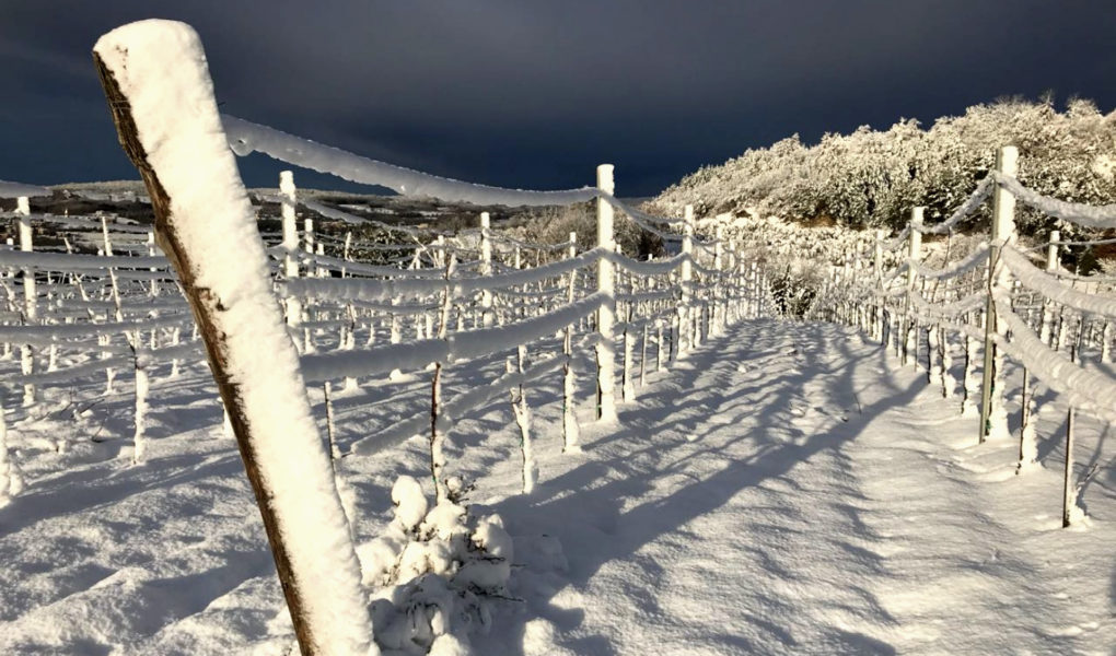 Vineyard under snow, Istria