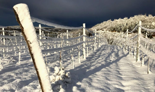 Vineyard under snow, Istria