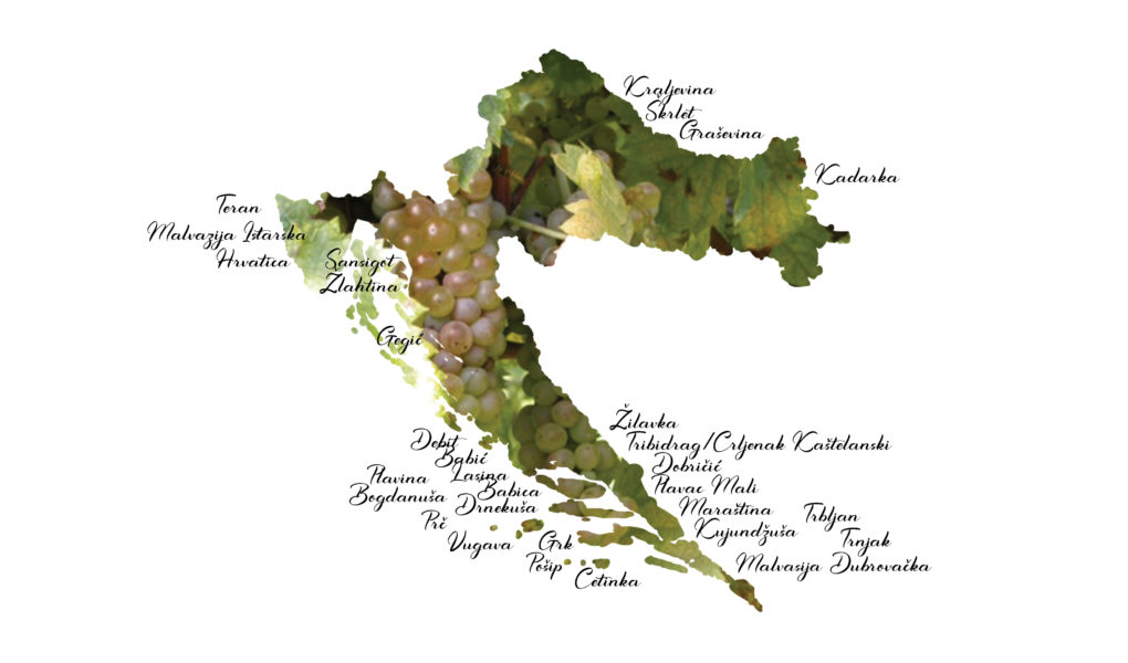 Croatian indigenous grapes