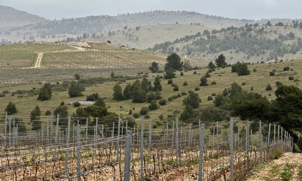 Jadrtovac vineyard, Dalmatia