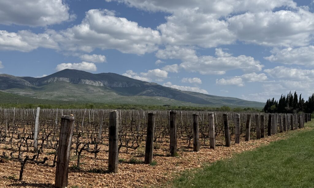 Oklaj vineyards, Dalmatia