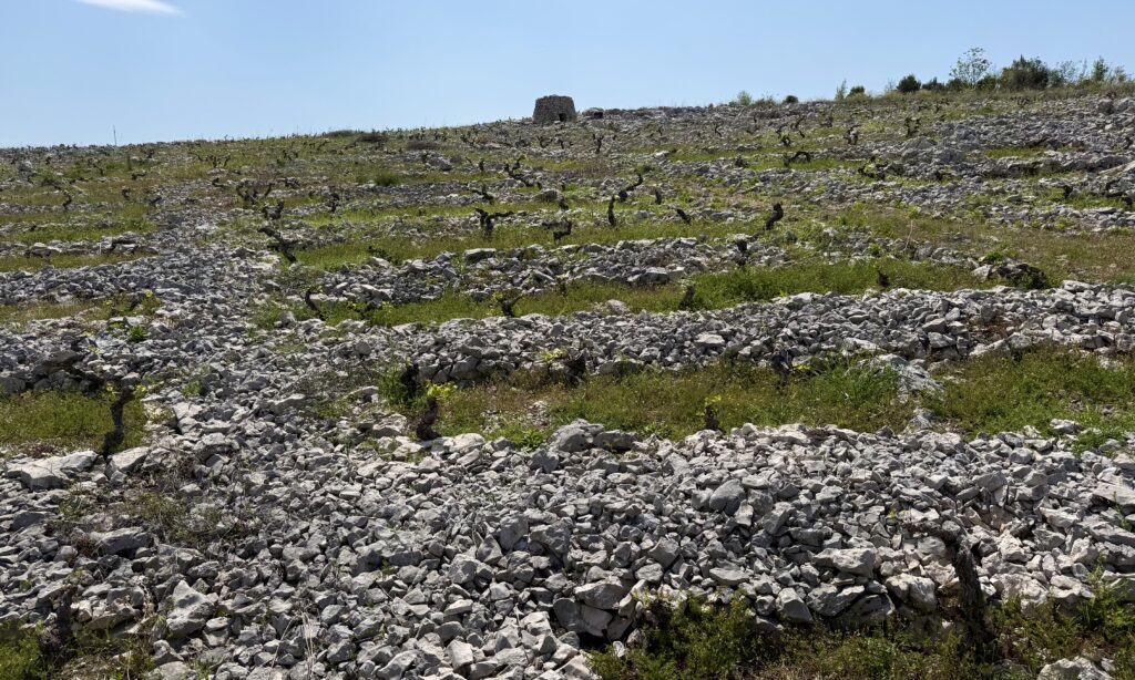 Primošten vineyard, Dalmatia